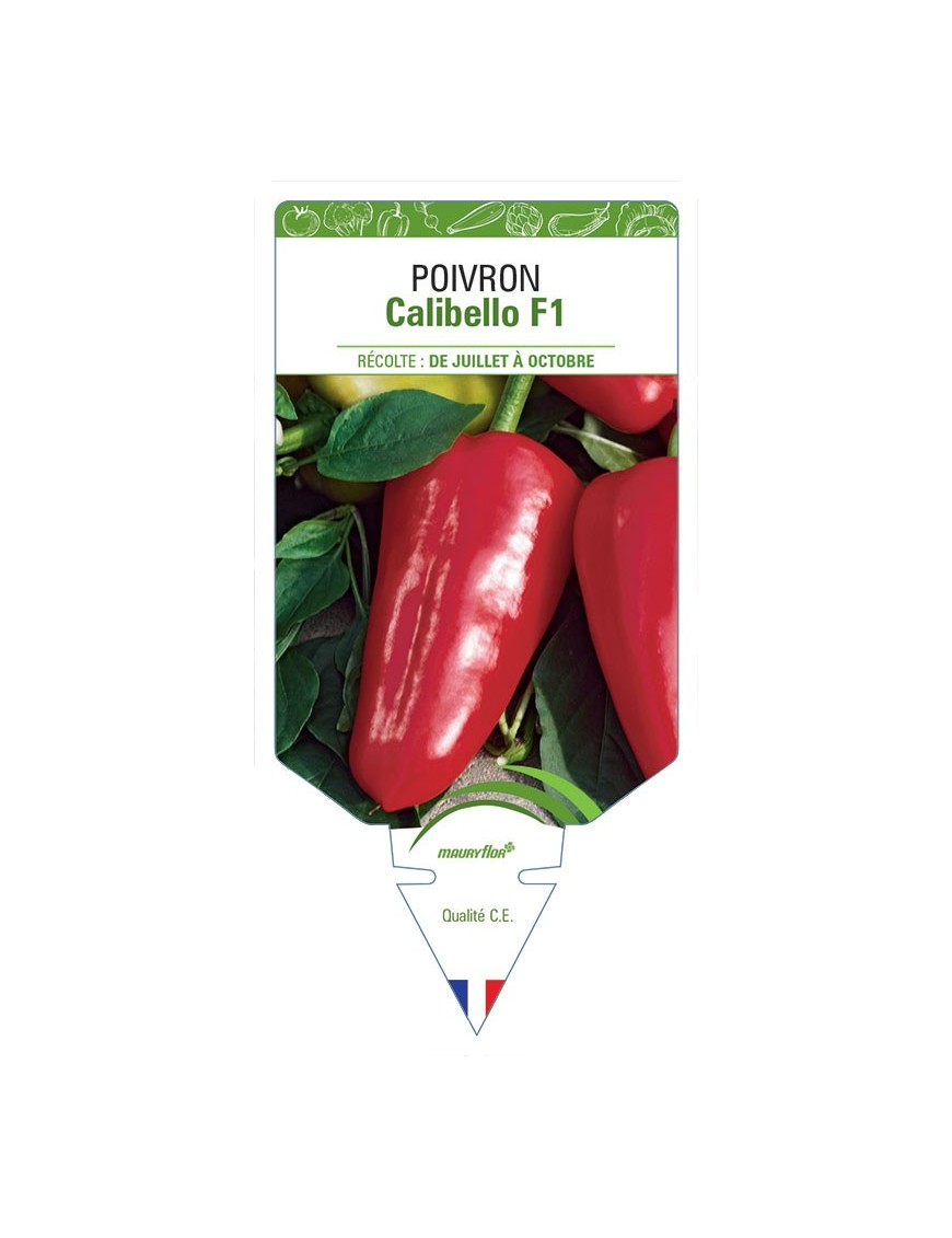POIVRON CALIBELLO F1