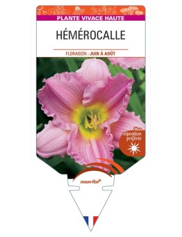 HEMEROCALLIS (rose) *