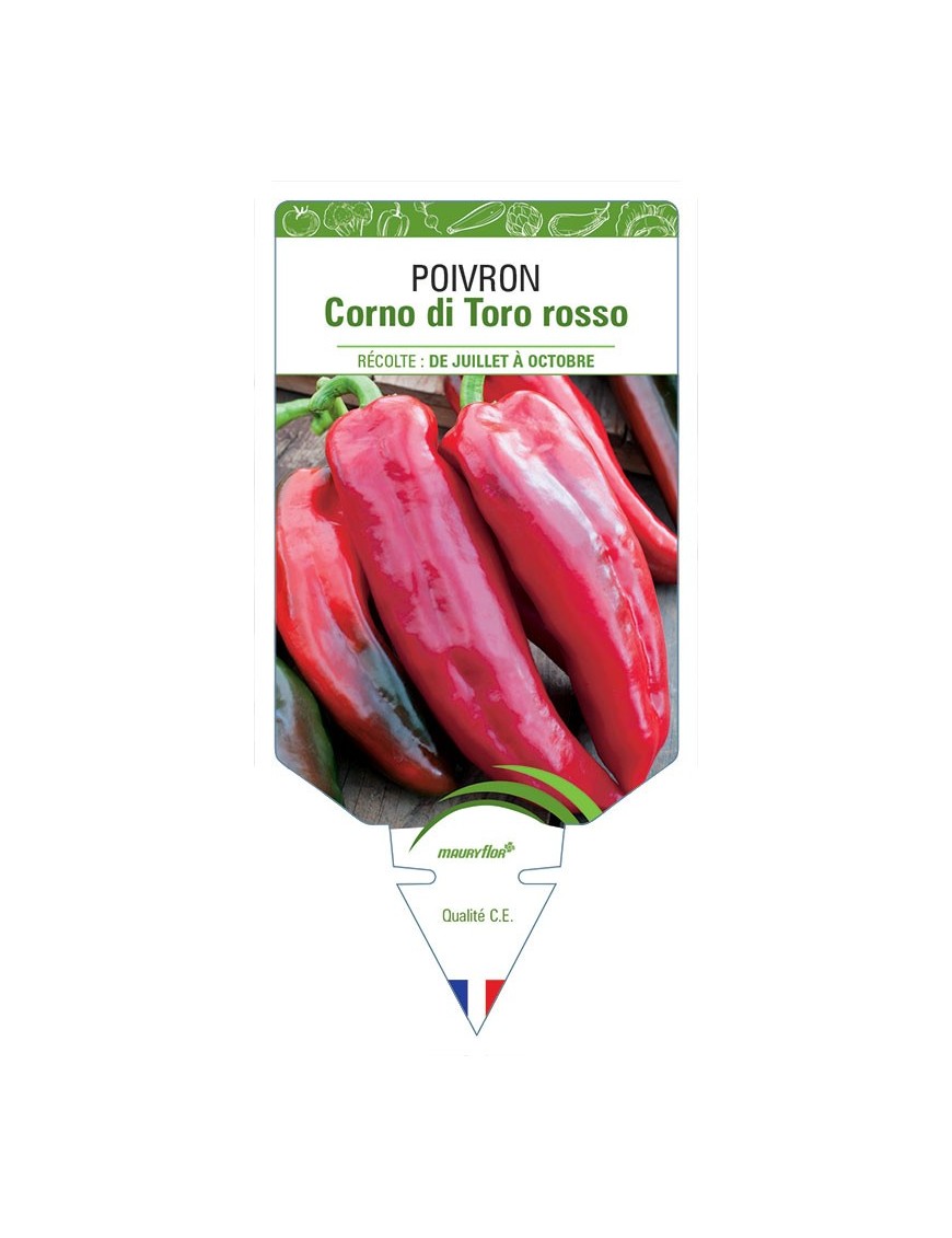 POIVRON CORNO DI TORO ROSSO