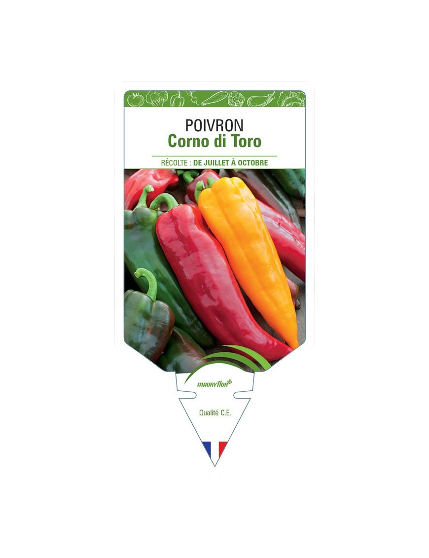 POIVRON CORNO DI TORO ROSSO (VARIÉ)