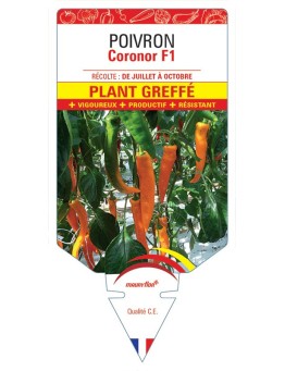 POIVRON CORONOR F1 PLANT GREFFÉ