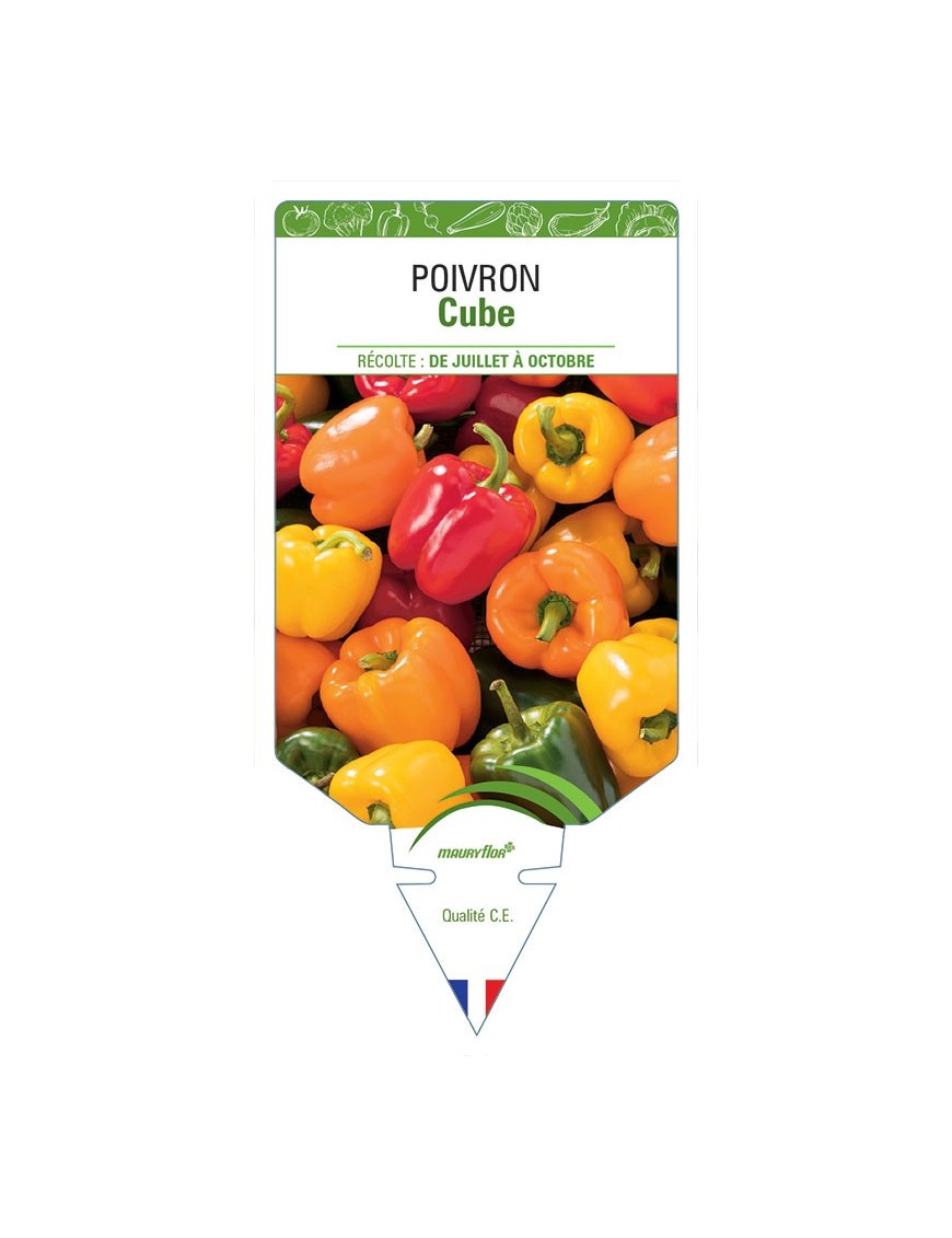 POIVRON CUBE
