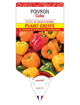 POIVRON CUBE PLANT GREFFÉ