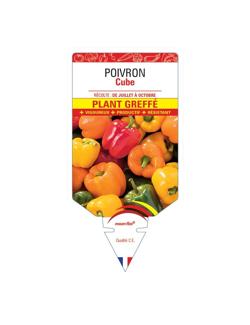 POIVRON CUBE PLANT GREFFÉ