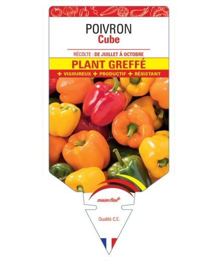 POIVRON CUBE PLANT GREFFÉ