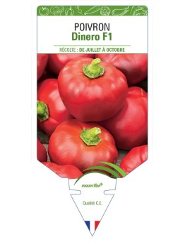 POIVRON DINERO F1