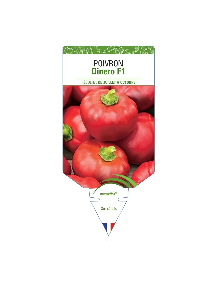 POIVRON DINERO F1