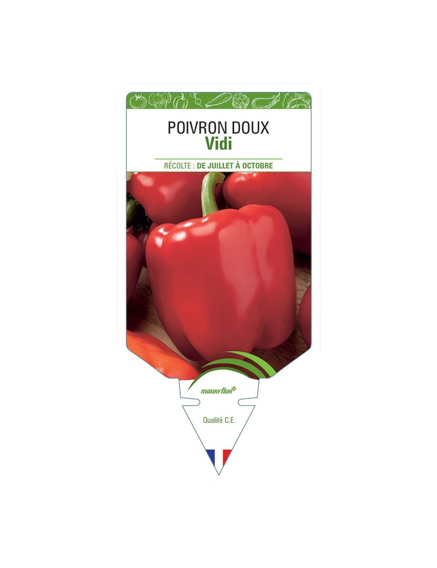 POIVRON DOUX VIDI