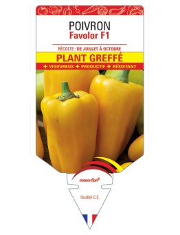 POIVRON FAVALOR F1 PLANT GREFFÉ