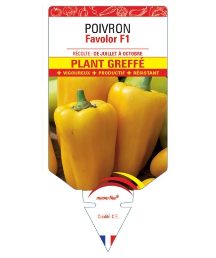 POIVRON FAVALOR F1 PLANT GREFFÉ