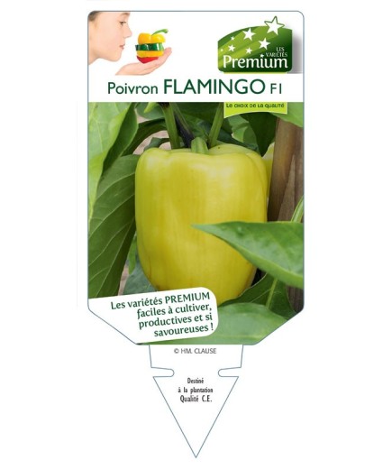 POIVRON FLAMINGO F1