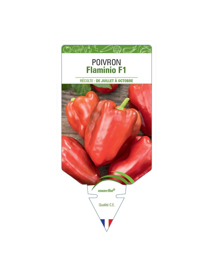 POIVRON FLAMINIO F1