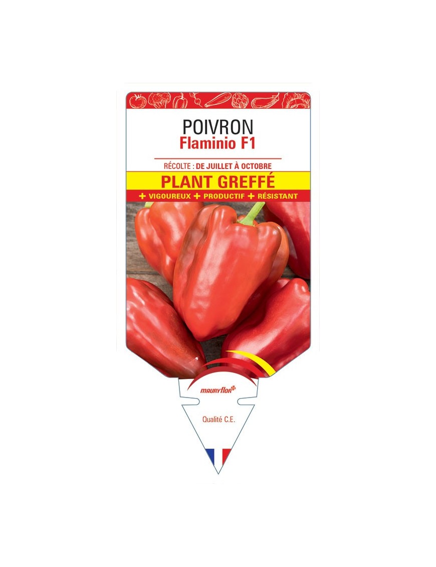POIVRON FLAMINIO F1 PLANT GREFFÉ