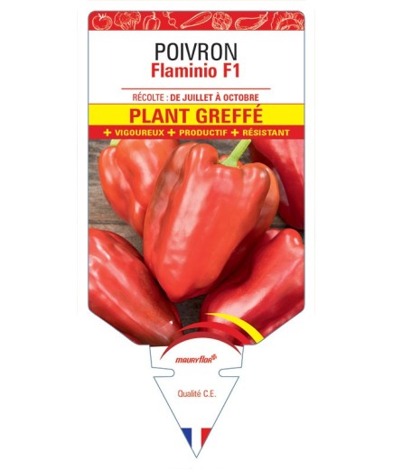 POIVRON FLAMINIO F1 PLANT GREFFÉ