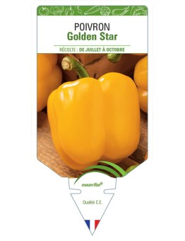 POIVRON GOLDEN STAR