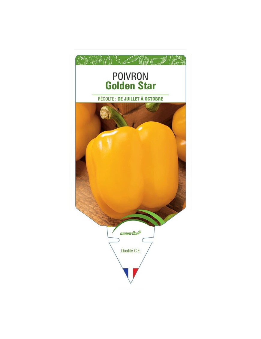 POIVRON GOLDEN STAR