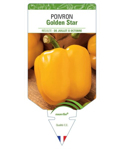 POIVRON GOLDEN STAR
