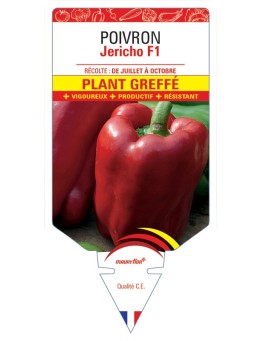 POIVRON JERICHO F1 PLANT GREFFÉ