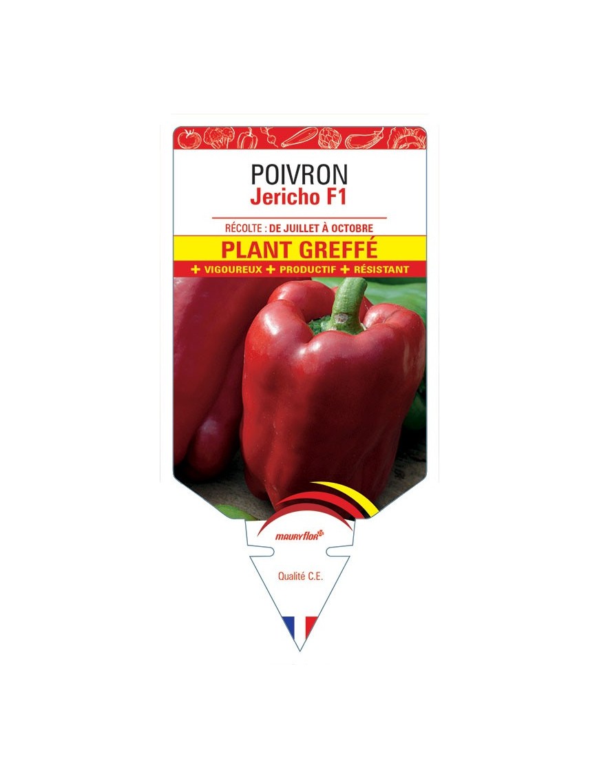 POIVRON JERICHO F1 PLANT GREFFÉ