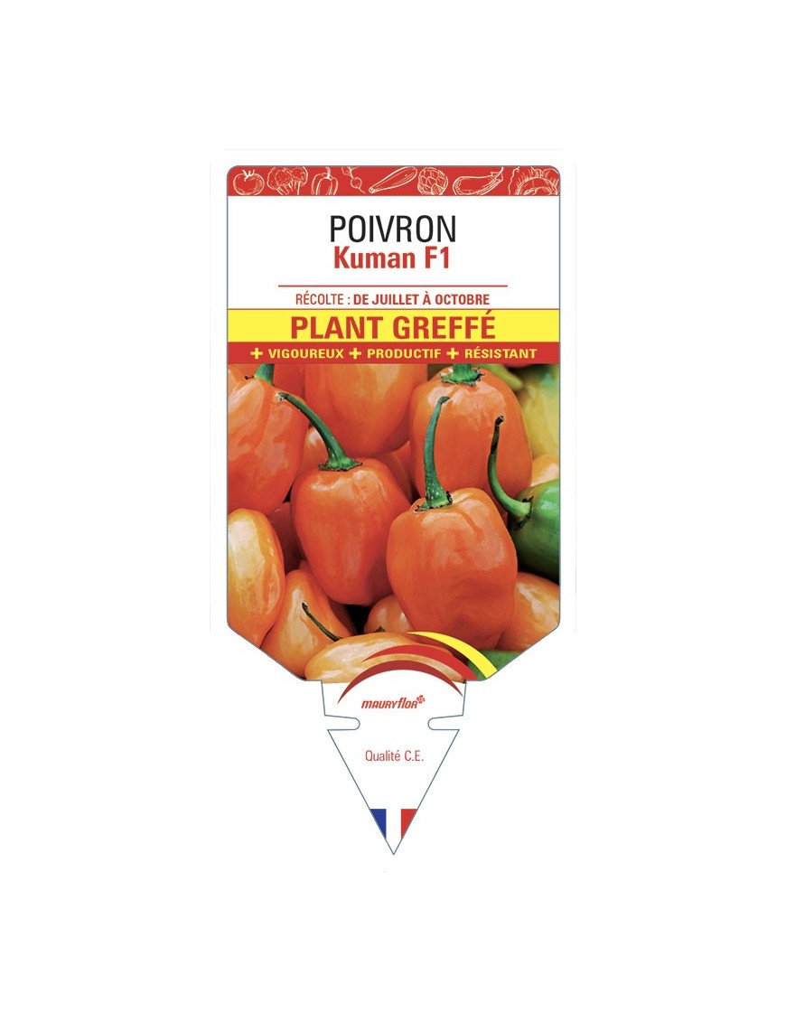 POIVRON KUMAN F1 PLANT GREFFÉ