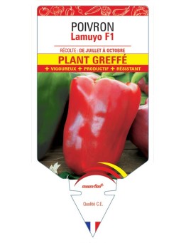 POIVRON LAMUYO F1 PLANT GREFFÉ