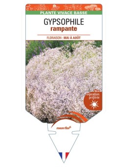 GYPSOPHILA repens (blanc) *