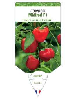 POIVRON MIDIRED F1