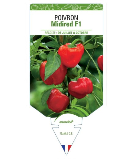 POIVRON MIDIRED F1