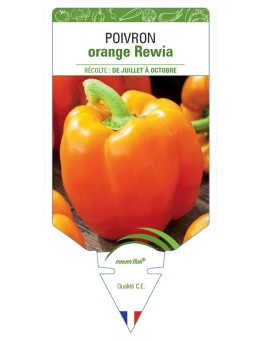 POIVRON ORANGE REWIA