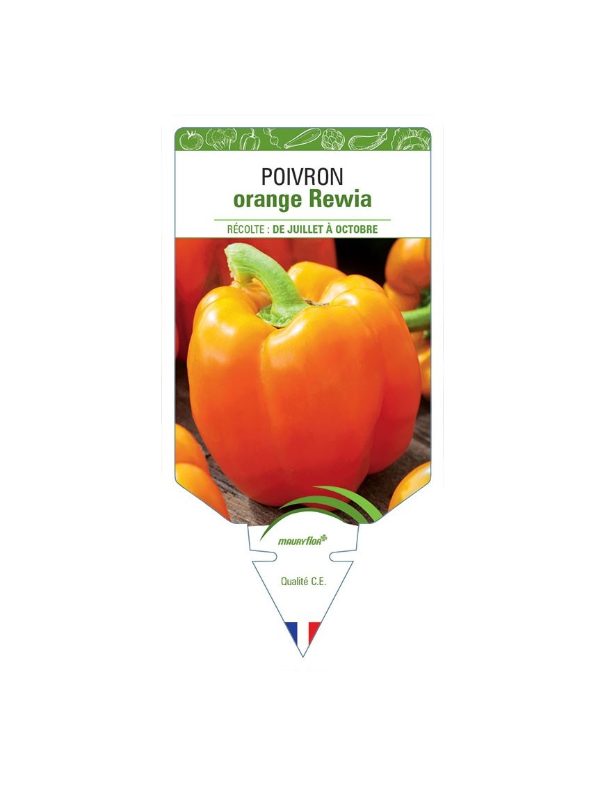 POIVRON ORANGE REWIA