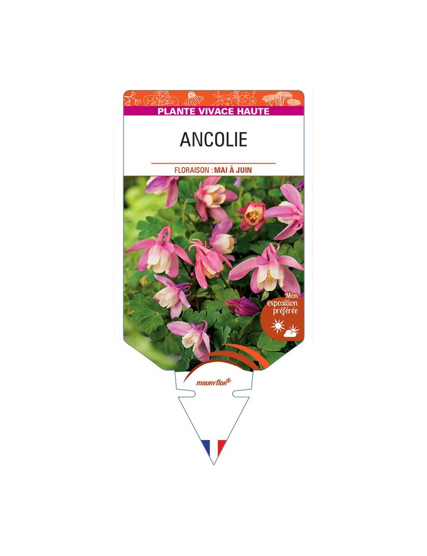 ANCOLIE (rose/blanc) *