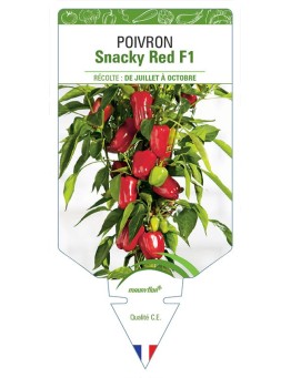 POIVRON SNACKY RED F1