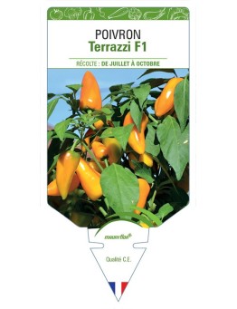 POIVRON TERRAZZI F1