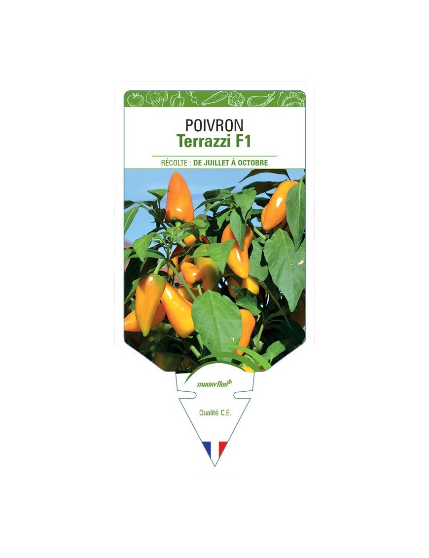 POIVRON TERRAZZI F1