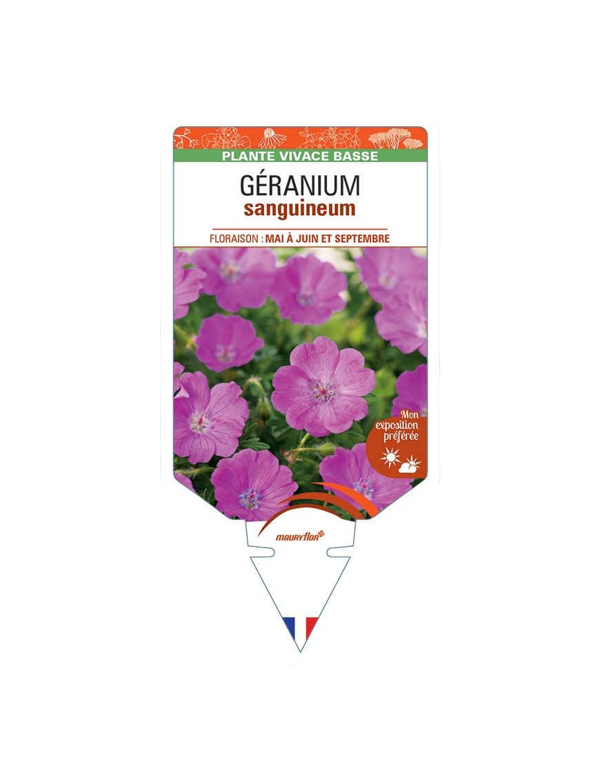 GERANIUM sanguineum (rouge) *