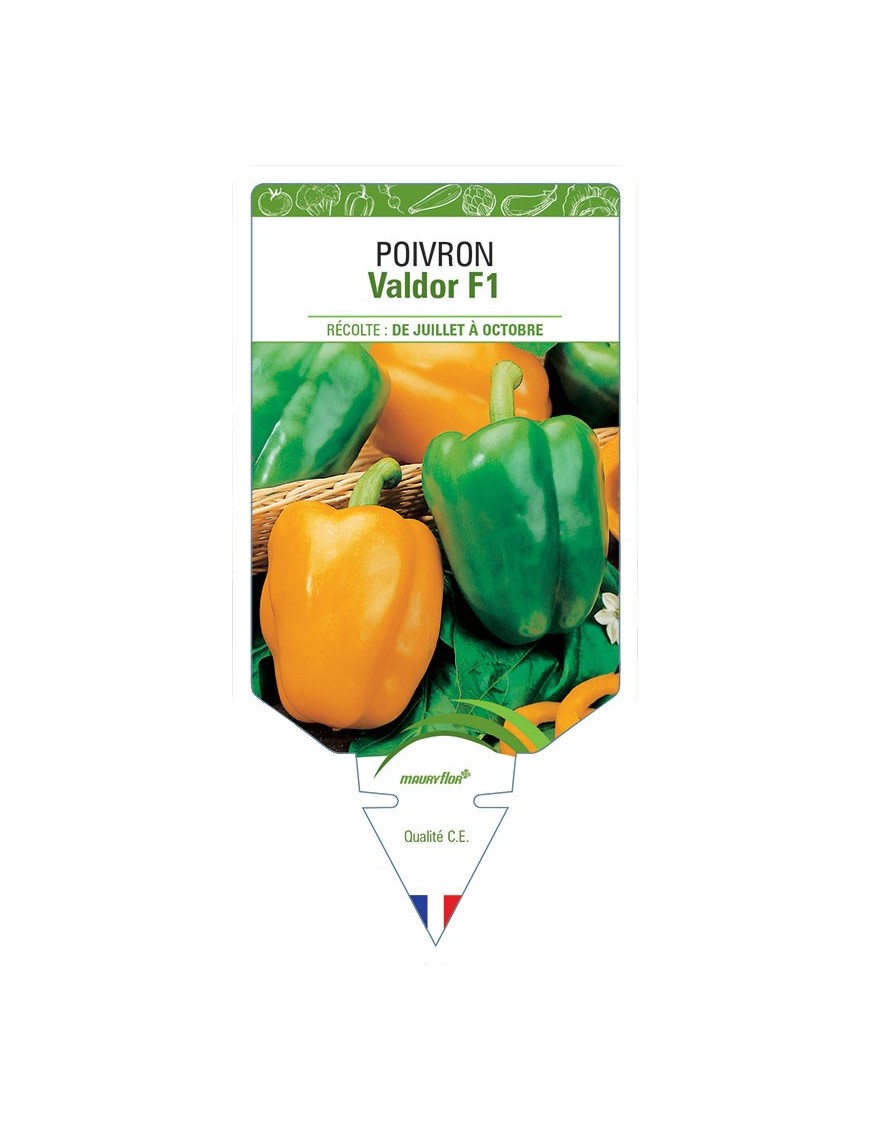 POIVRON VALDOR F1