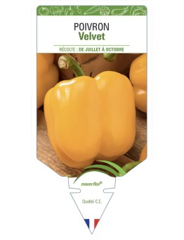 POIVRON VELVET JAUNE