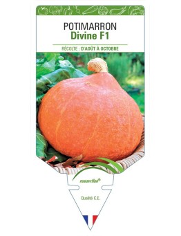 POTIMARRON DIVINE F1
