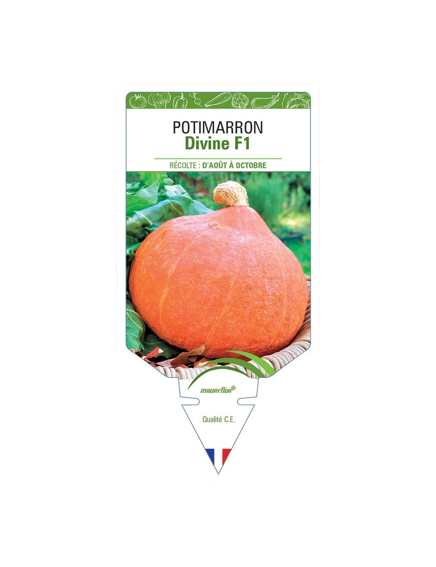 POTIMARRON DIVINE F1