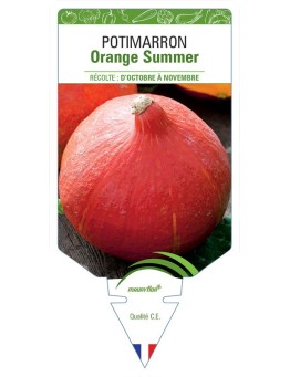 POTIMARRON ORANGE SUMMER