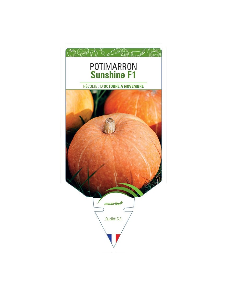 POTIMARRON SUNSHINE F1