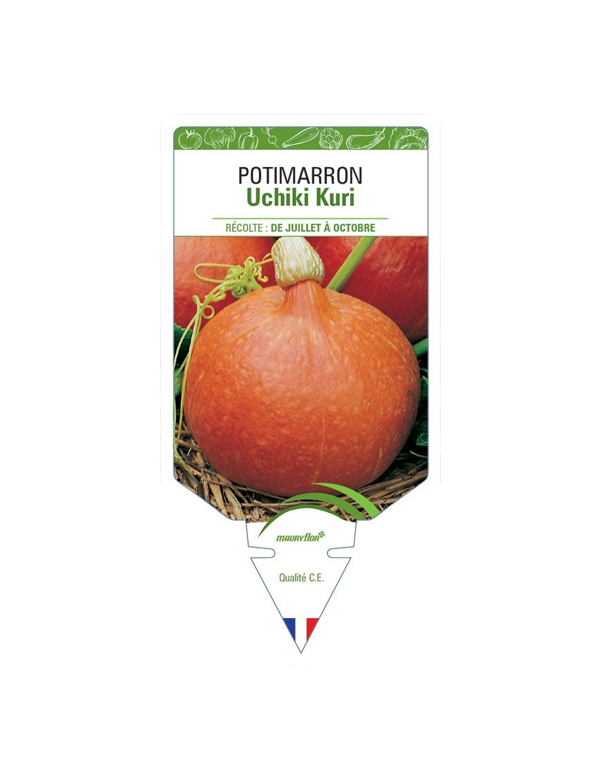 POTIMARRON UCHIKI KURI