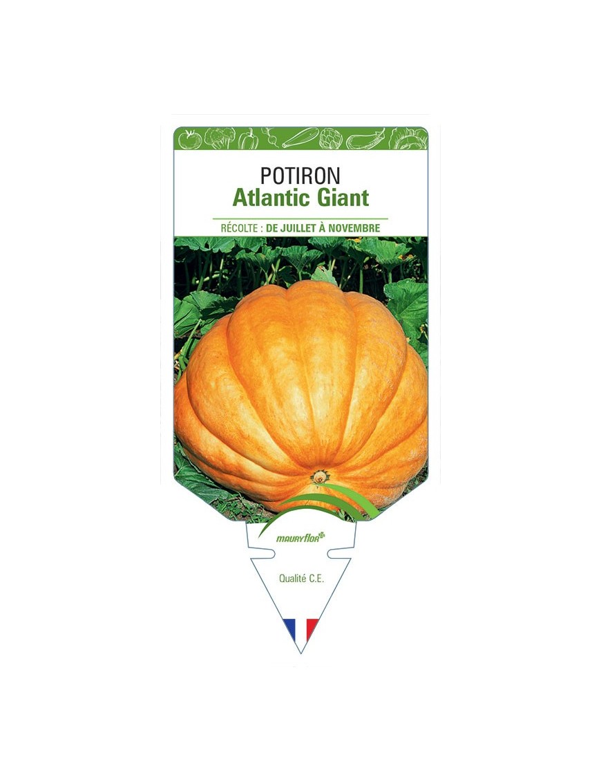 POTIRON ATLANTIC GIANT
