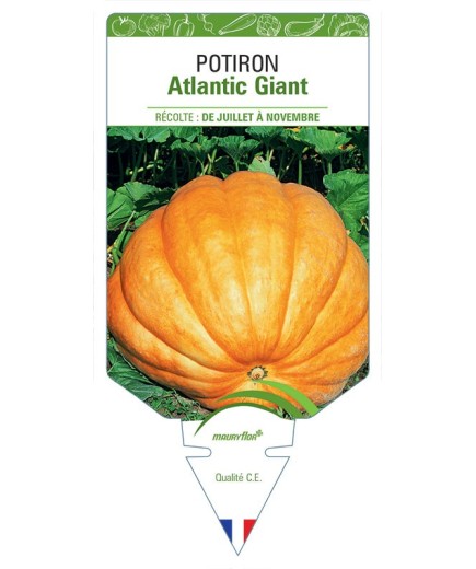 POTIRON ATLANTIC GIANT