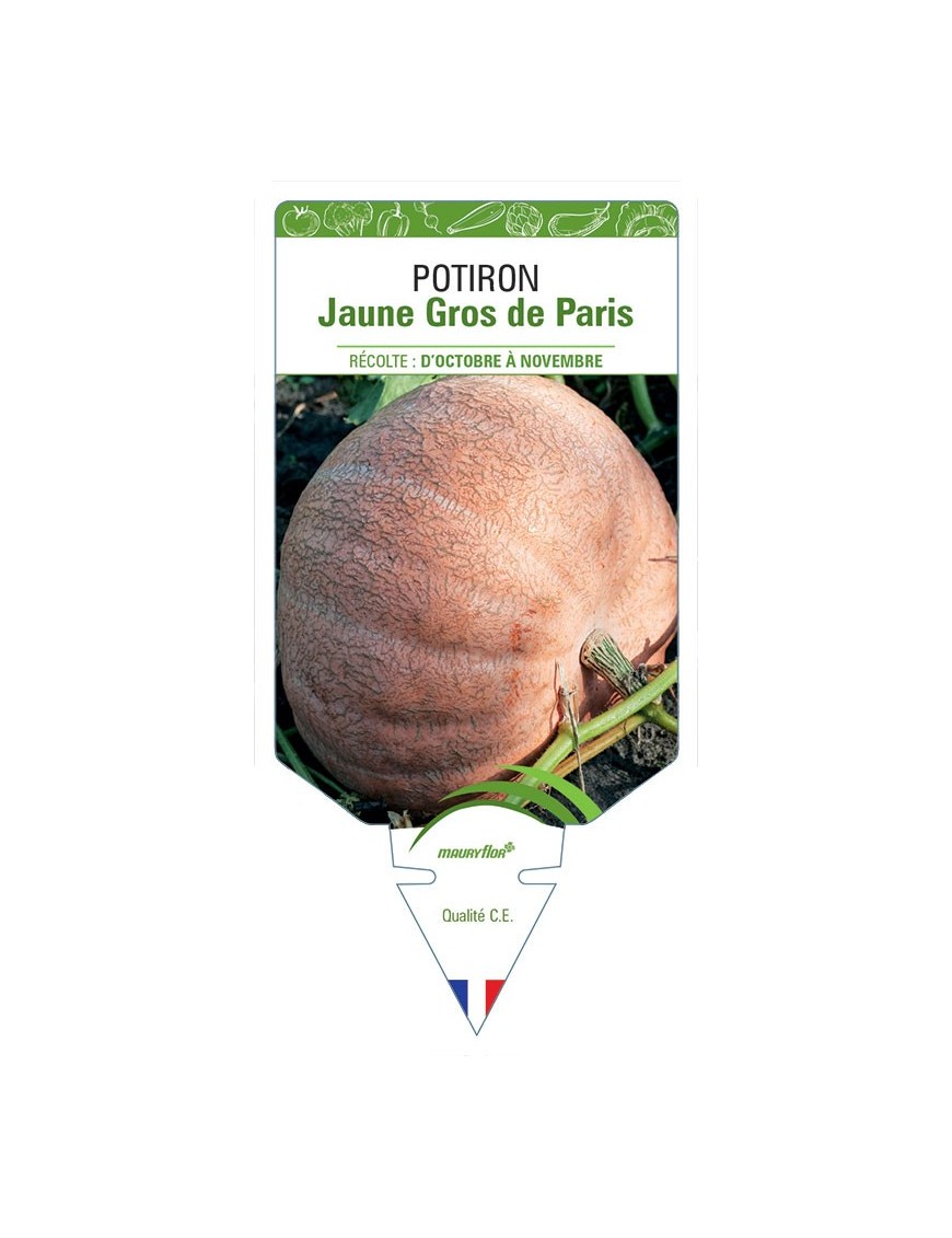 POTIRON JAUNE GROS DE PARIS