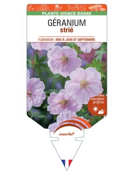 GERANIUM strié (rose) *