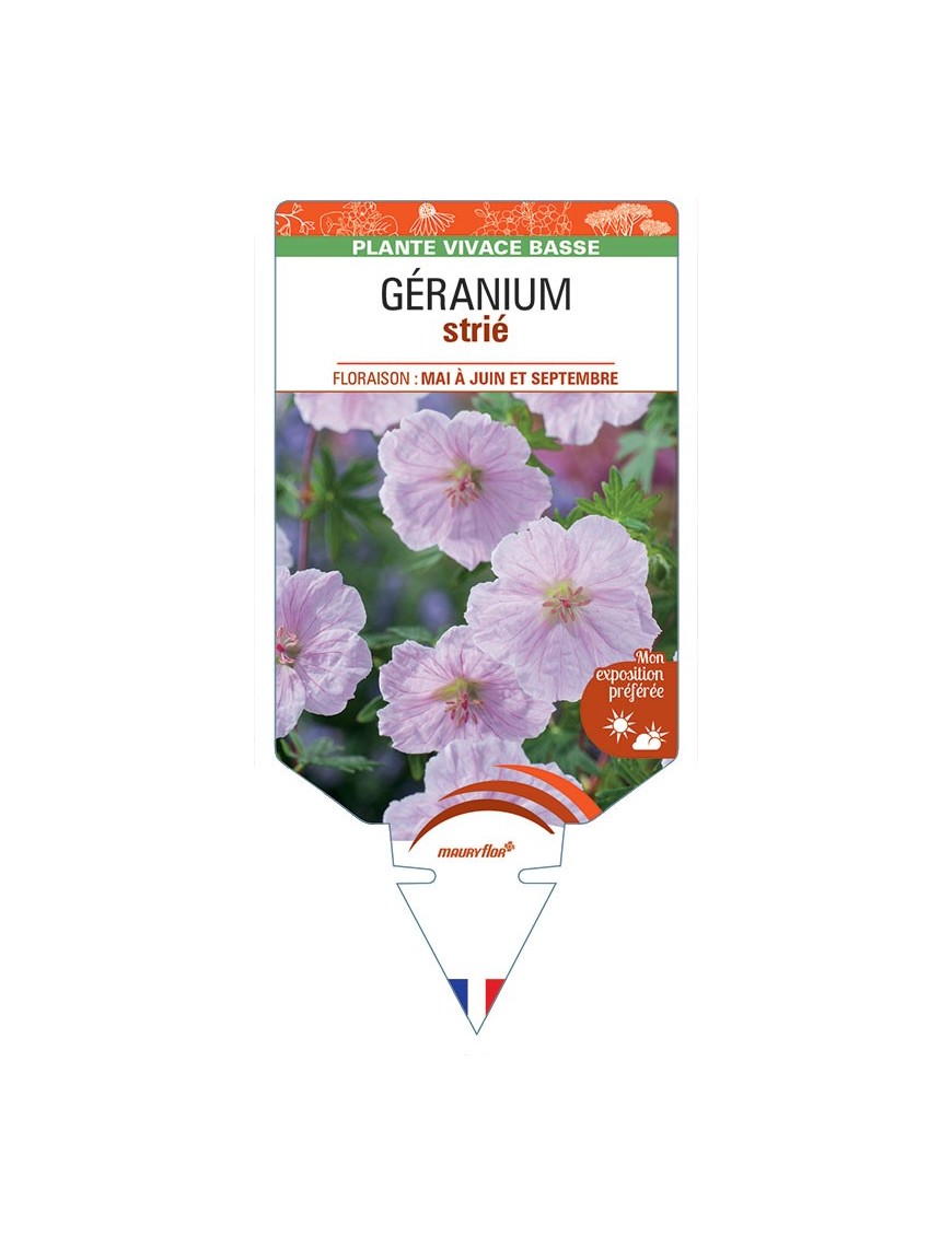 GERANIUM strié (rose) *