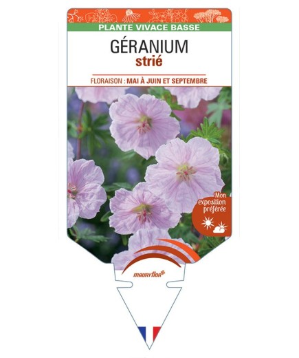 GERANIUM strié (rose) *
