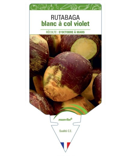 RUTABAGA BLANC À COL VIOLET