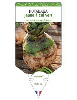RUTABAGA JAUNE À COL VERT